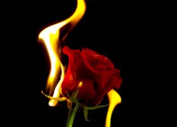 Merasa Bodoh saat Jatuh Cinta? Kamu bukan Satu-satunya!