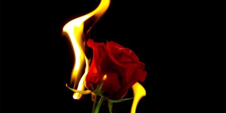 Merasa Bodoh saat Jatuh Cinta? Kamu bukan Satu-satunya!